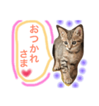 にゃんスタ♪♪（個別スタンプ：13）