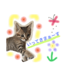にゃんスタ♪♪（個別スタンプ：14）