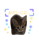 にゃんスタ♪♪（個別スタンプ：15）