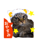うちのちゃんこたち（個別スタンプ：1）