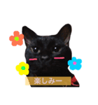 うちのちゃんこたち（個別スタンプ：6）