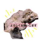 うちのちゃんこたち（個別スタンプ：8）