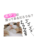 はるま＆そるの日常で使うスタンプ（個別スタンプ：1）
