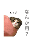 はるま＆そるの日常で使うスタンプ（個別スタンプ：2）