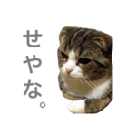 はるま＆そるの日常で使うスタンプ（個別スタンプ：10）