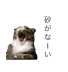 はるま＆そるの日常で使うスタンプ（個別スタンプ：29）