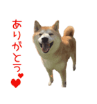 柴犬はな（個別スタンプ：1）