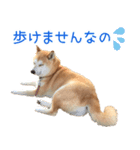 柴犬はな（個別スタンプ：8）