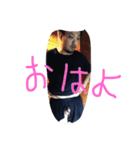 B.D（個別スタンプ：5）