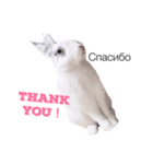 うさぎでロシア語♡（個別スタンプ：2）