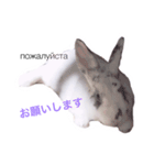 うさぎでロシア語♡（個別スタンプ：4）
