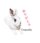 うさぎでロシア語♡（個別スタンプ：6）