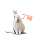 うさぎでロシア語♡（個別スタンプ：8）