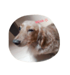choco,s family（個別スタンプ：5）