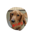 choco,s family（個別スタンプ：6）
