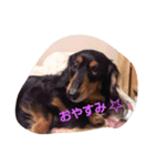 choco,s family（個別スタンプ：7）