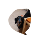 choco,s family（個別スタンプ：8）