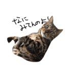 ねこ(みゃおとつむぎ)の日常（個別スタンプ：2）