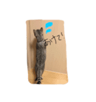 ねこ(みゃおとつむぎ)の日常（個別スタンプ：3）