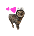 ねこ(みゃおとつむぎ)の日常（個別スタンプ：4）