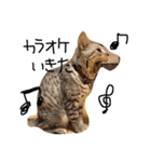 ねこ(みゃおとつむぎ)の日常（個別スタンプ：5）