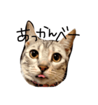 ねこ(みゃおとつむぎ)の日常（個別スタンプ：6）