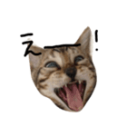 ねこ(みゃおとつむぎ)の日常（個別スタンプ：8）