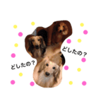 dog s. 2（個別スタンプ：2）