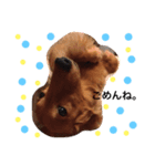 dog s. 2（個別スタンプ：3）