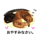 dog s. 2（個別スタンプ：4）