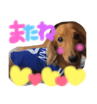 dog s. 2（個別スタンプ：8）
