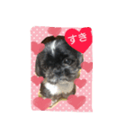 犬のまあくん（個別スタンプ：1）