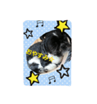 犬のまあくん（個別スタンプ：2）