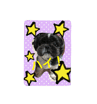 犬のまあくん（個別スタンプ：3）