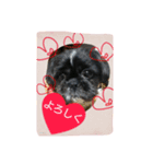 犬のまあくん（個別スタンプ：6）