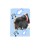 犬のまあくん（個別スタンプ：7）