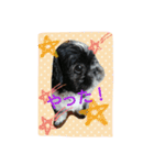 犬のまあくん（個別スタンプ：8）