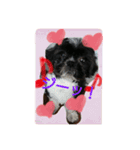 犬のまあくん（個別スタンプ：9）