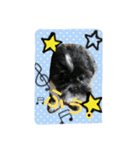 犬のまあくん（個別スタンプ：13）