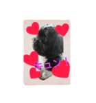 犬のまあくん（個別スタンプ：15）