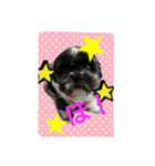 犬のまあくん（個別スタンプ：16）