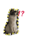 てとと仲間たち（個別スタンプ：14）
