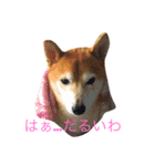 柴犬の小言（個別スタンプ：1）