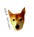 柴犬の小言（個別スタンプ：2）