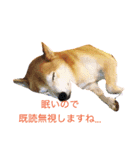 柴犬の小言（個別スタンプ：3）