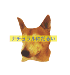 柴犬の小言（個別スタンプ：4）