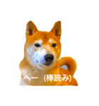 柴犬の小言（個別スタンプ：5）