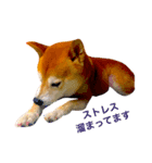 柴犬の小言（個別スタンプ：6）