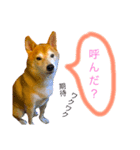 柴犬の小言（個別スタンプ：8）