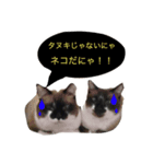 猫ちゃんのスタンプ☆（個別スタンプ：1）